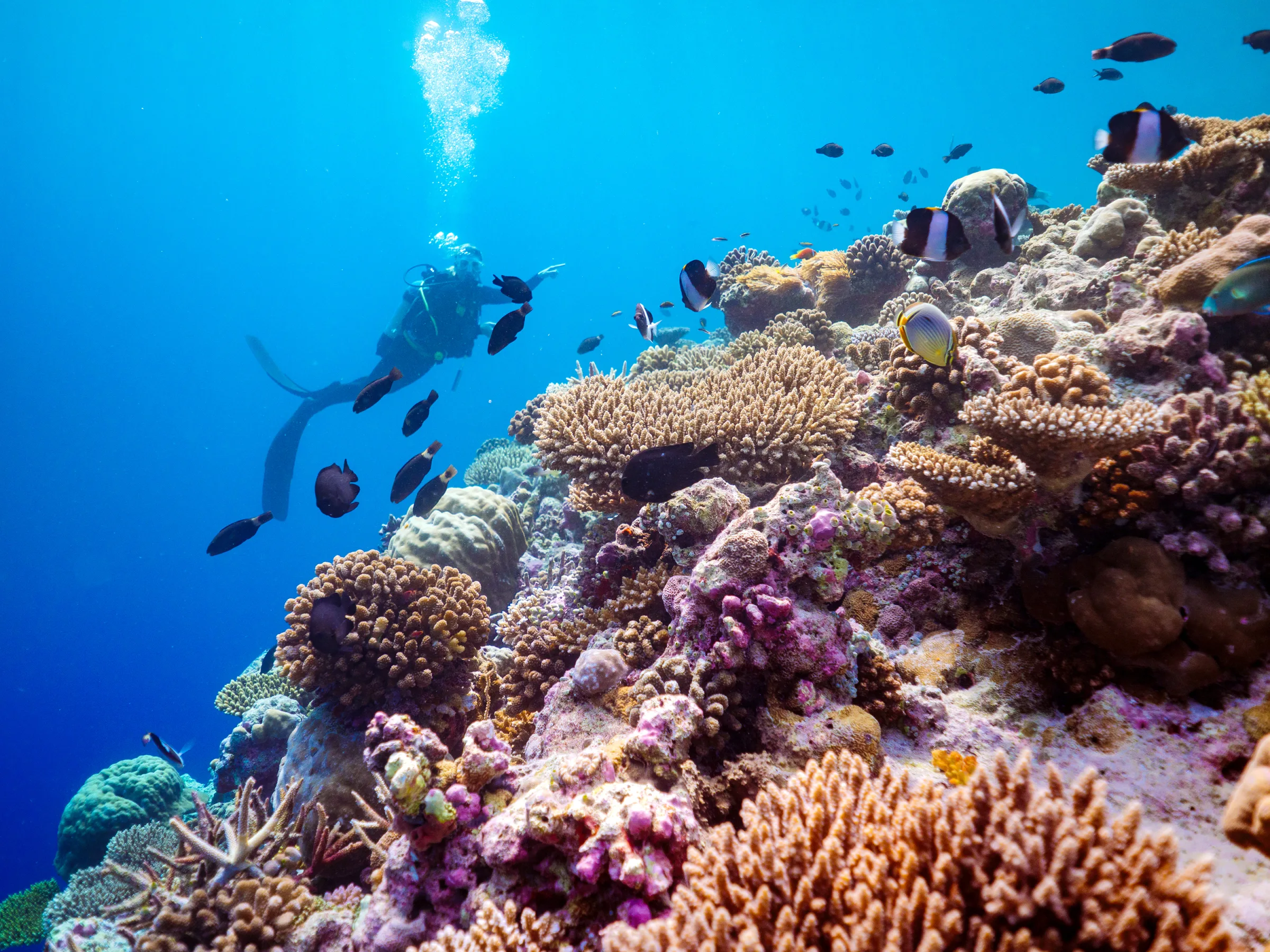 Baglioni Maldives - Photo 15