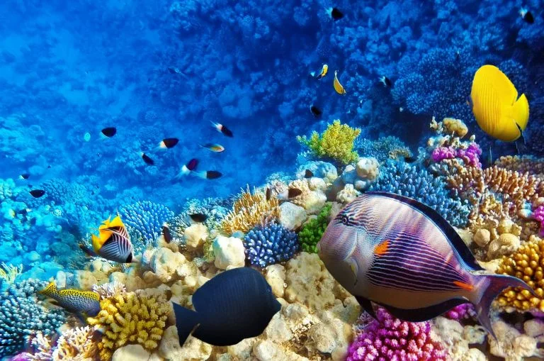 Pullman Maldives - Photo 7