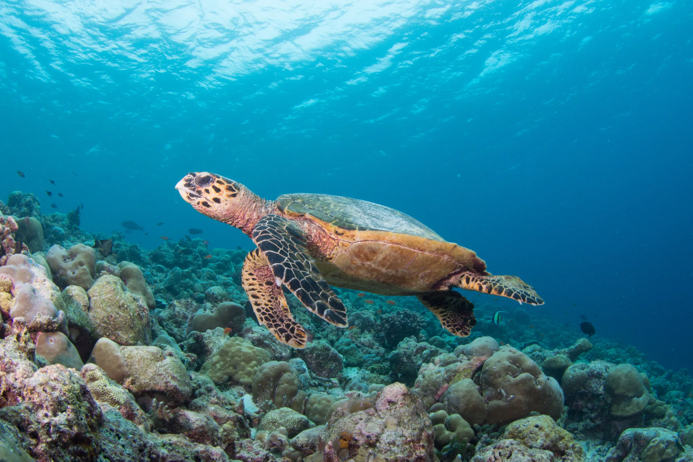Inter Continental Maldives - Photo 2