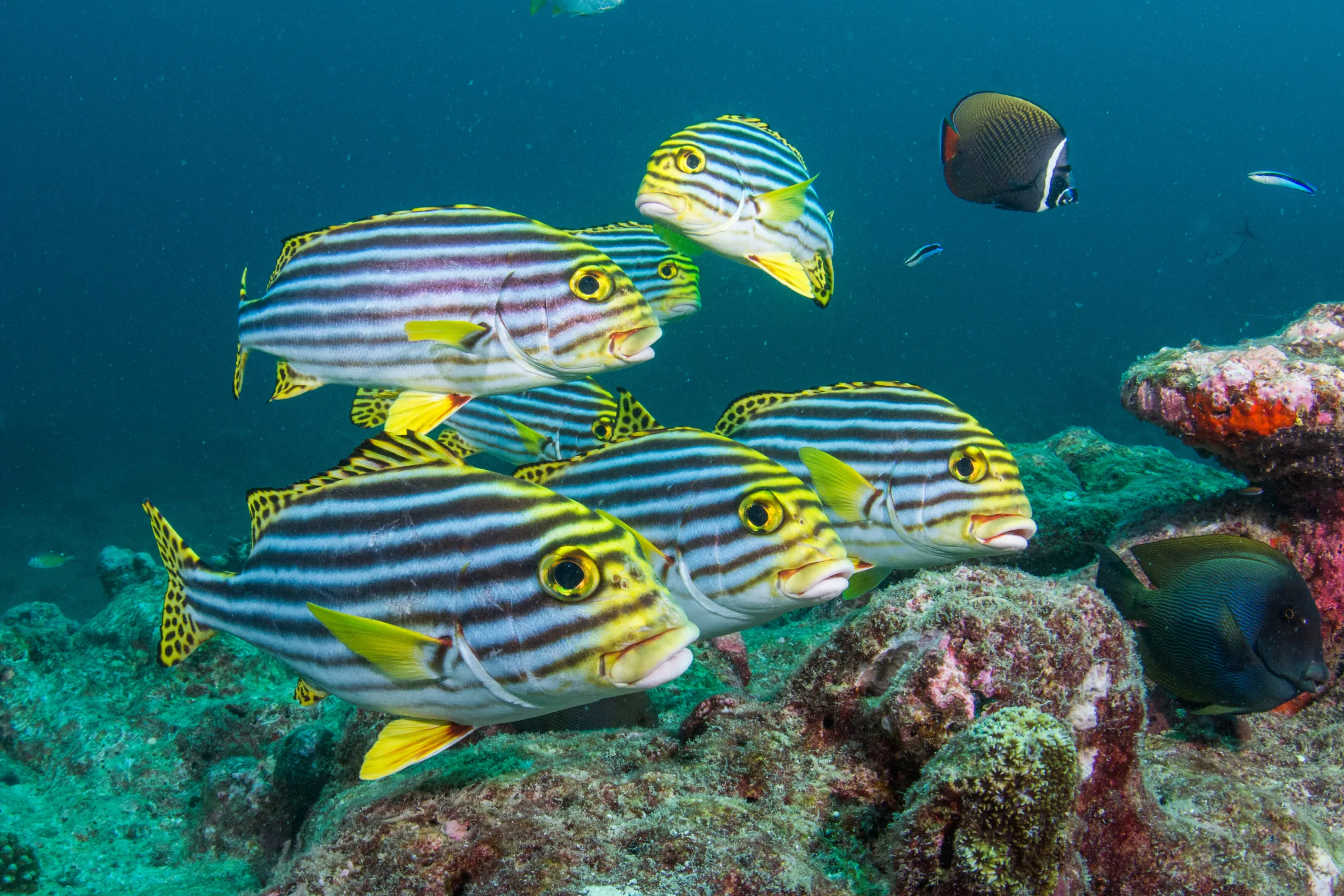 Inter Continental Maldives - Photo 3