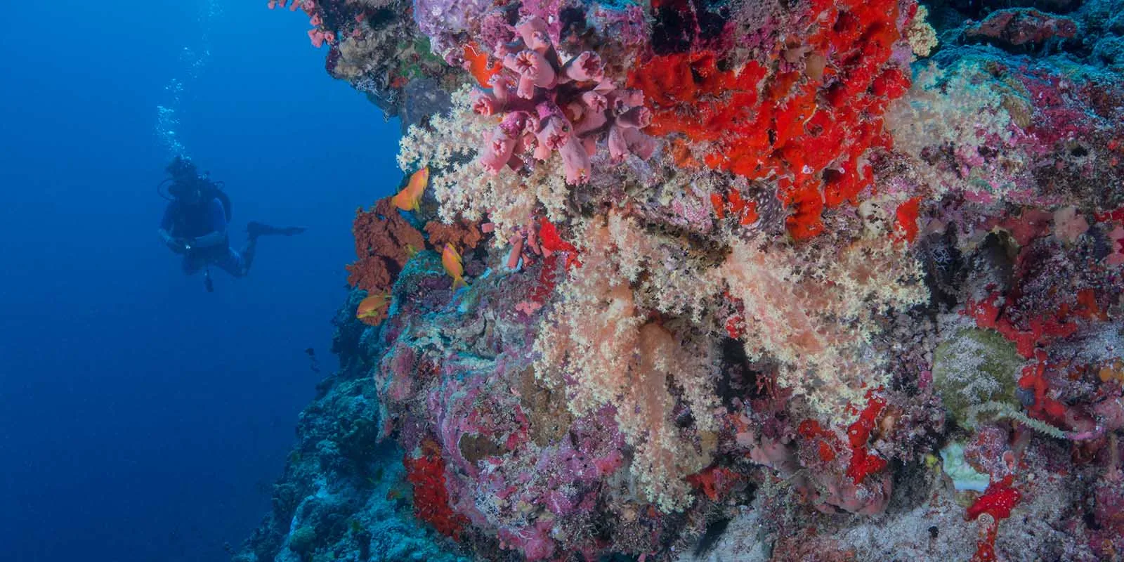 Milaidhoo Maldives - Photo 10