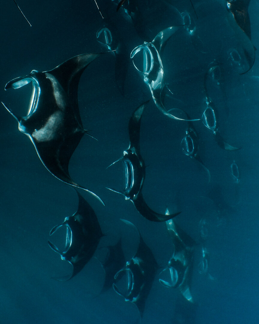 Amilla Maldives - Photo 7