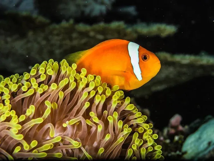Private House Reef Snorkeling