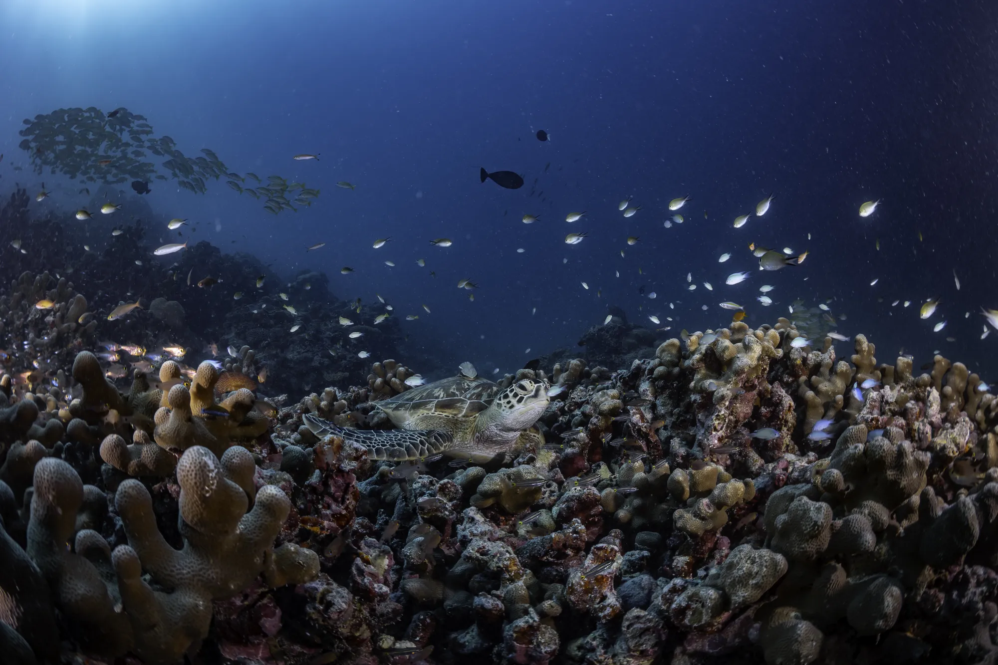 Turtle Reef Discovery