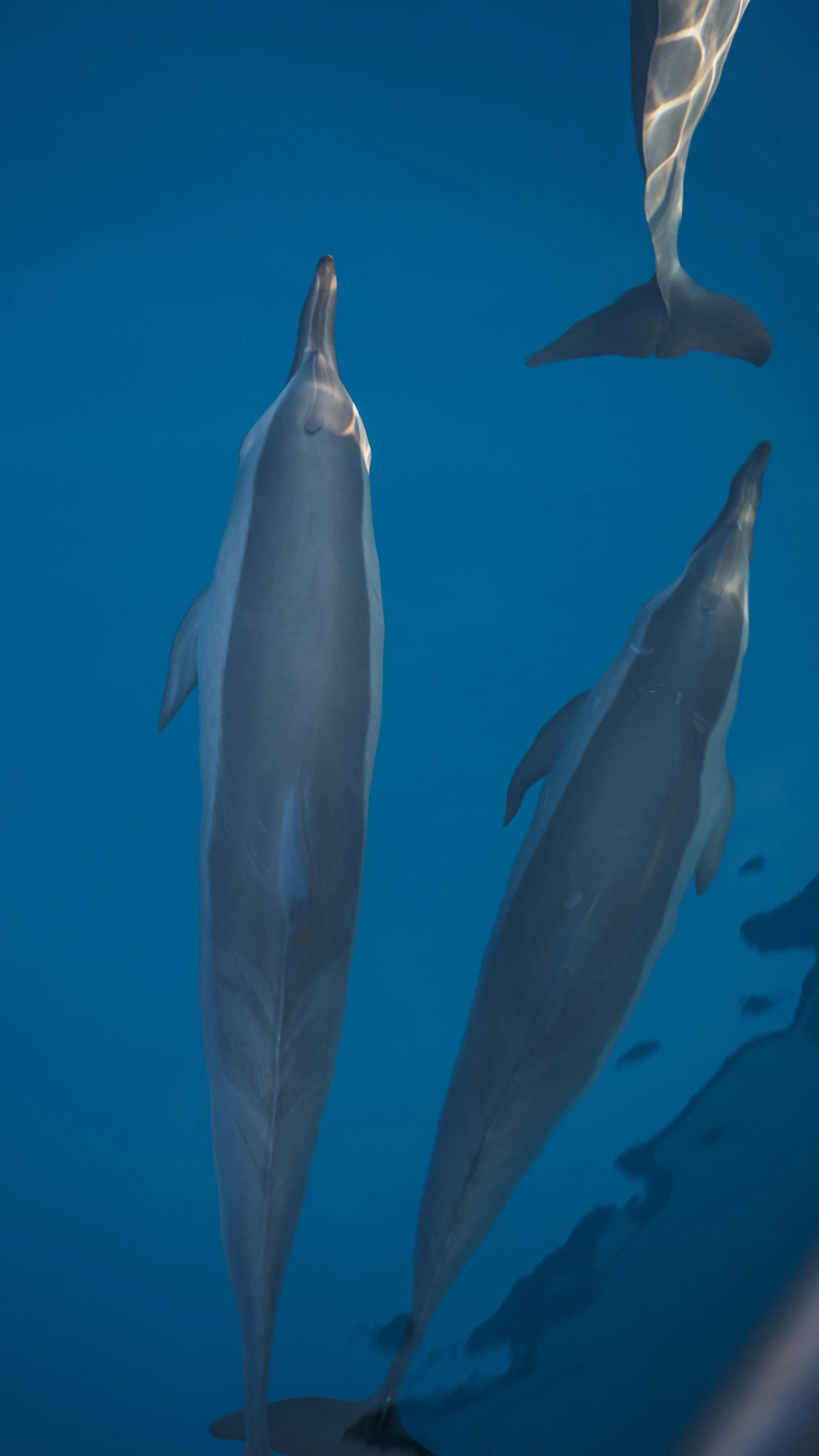 Dolphin Cruise