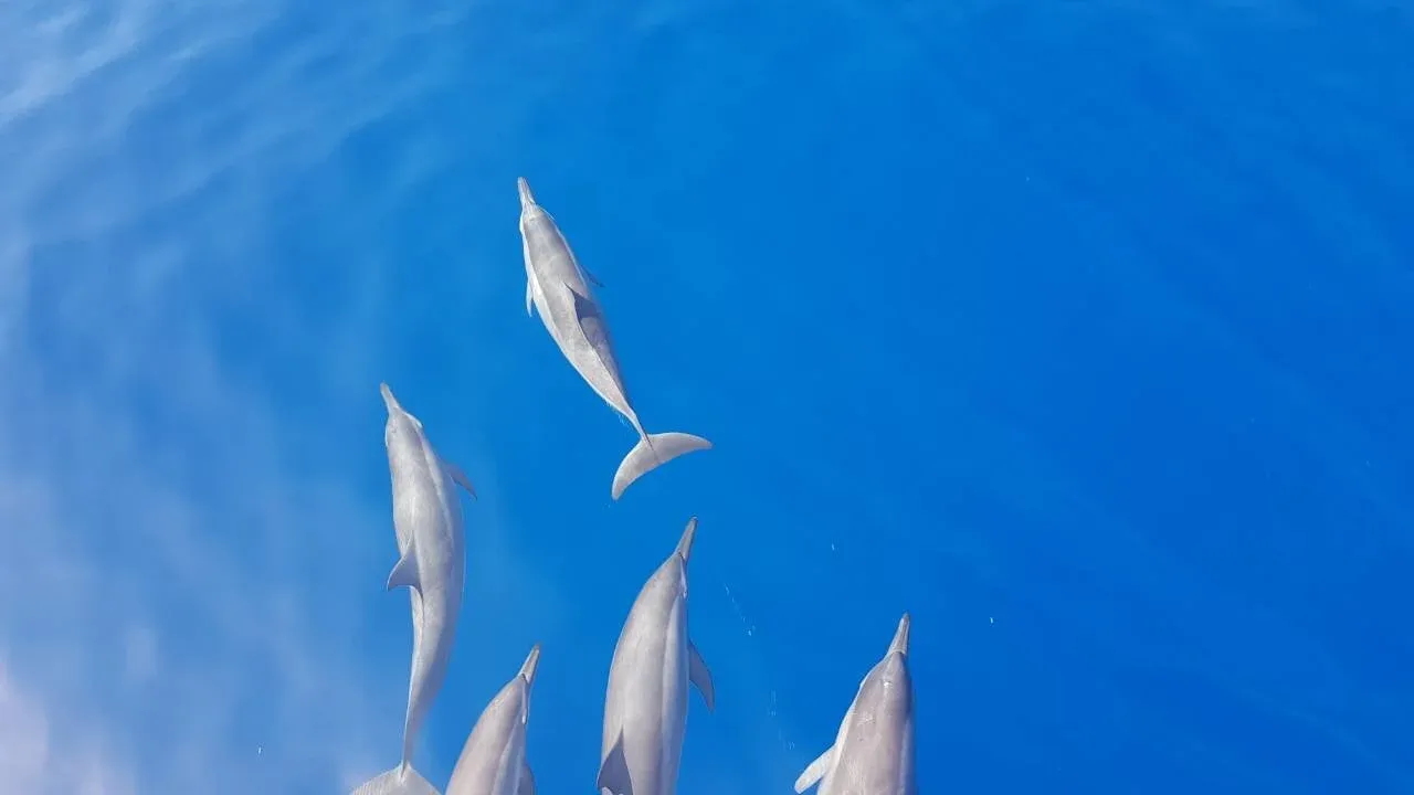 Dolphin Spotting Trip