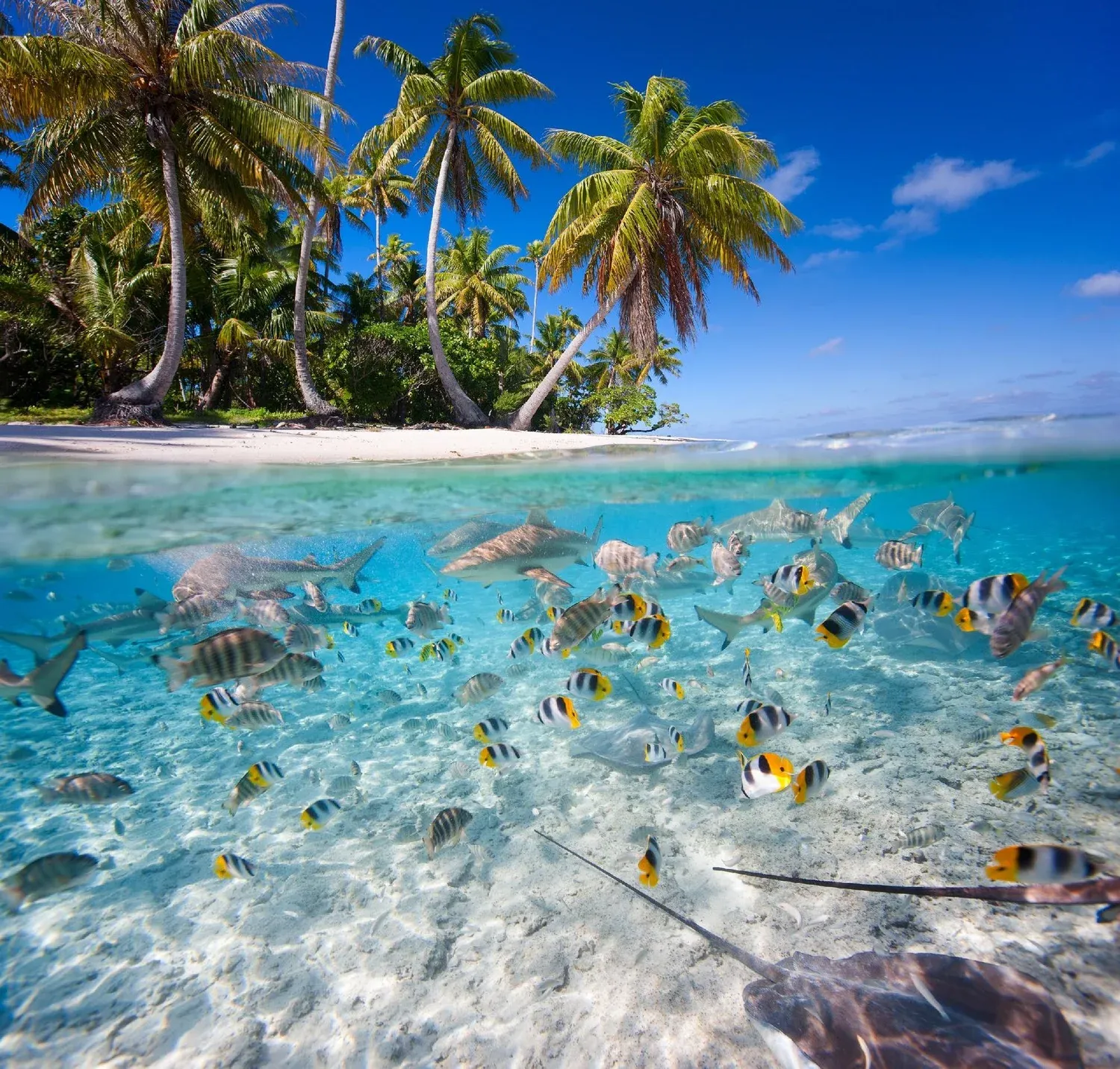 Environmental Initiatives