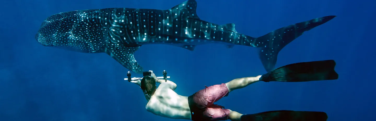 Whale Shark Trip With A Marine Biologist