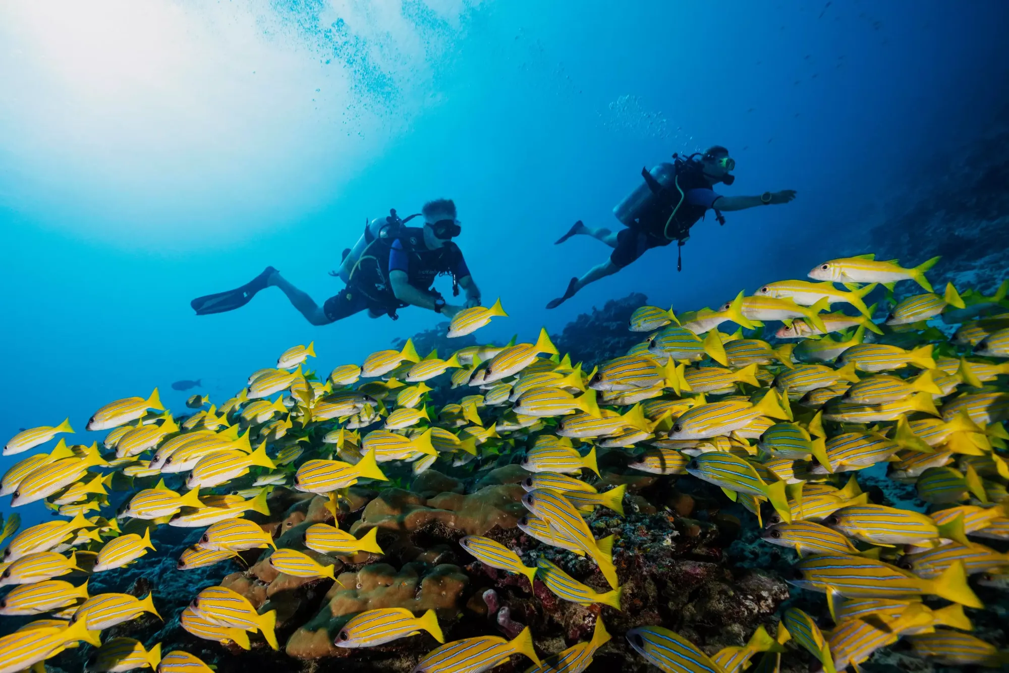 Dive the Maldives