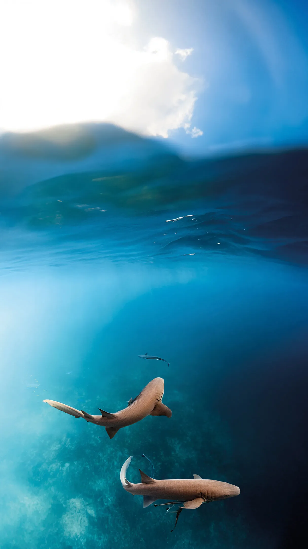 Snorkelling with nurse sharks