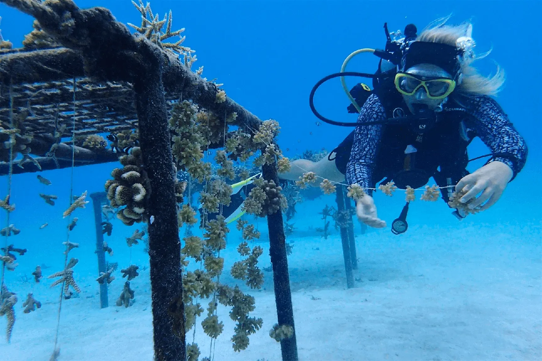 Coral Adoption