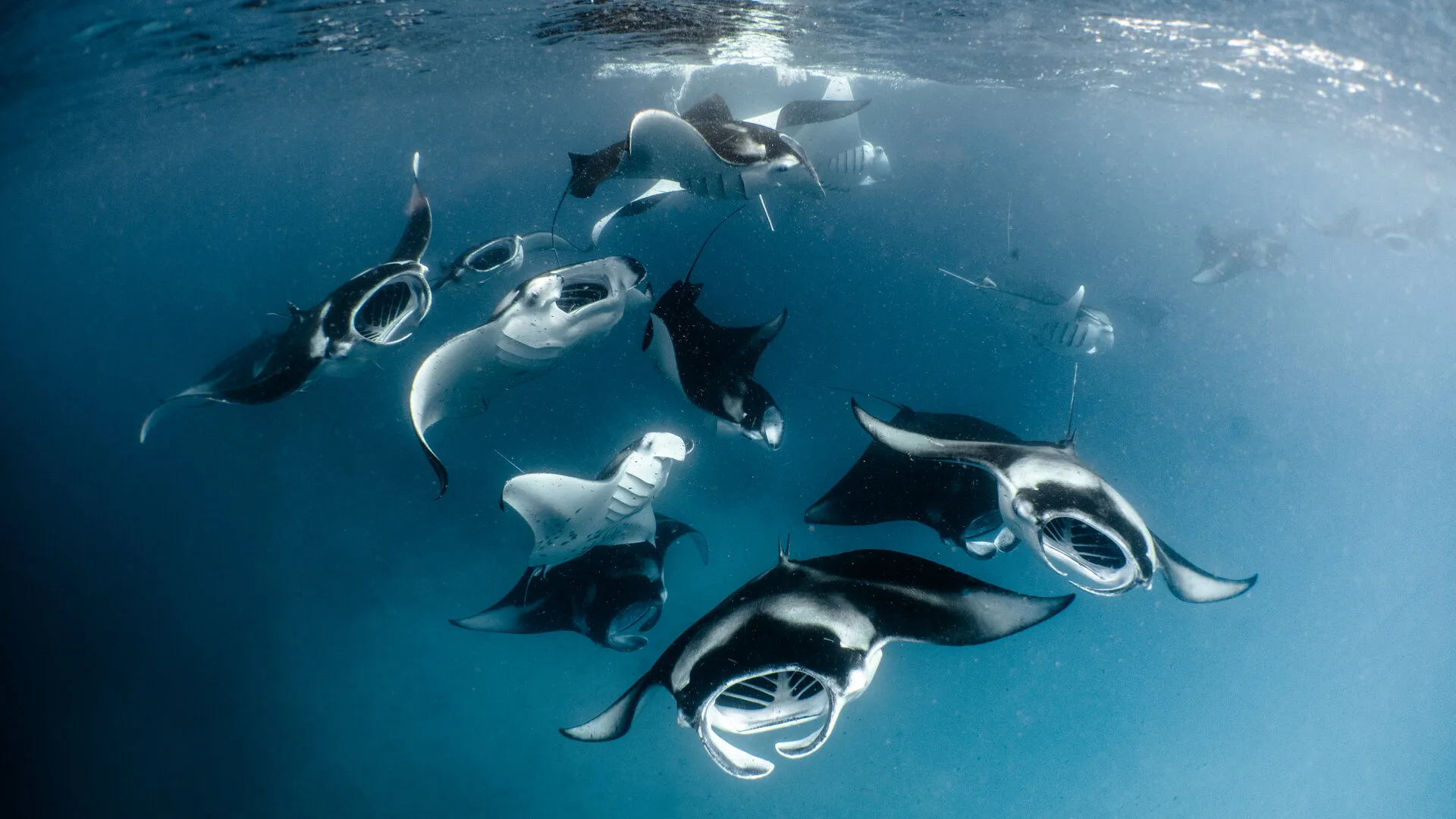 Hanifaru Bay Adventures