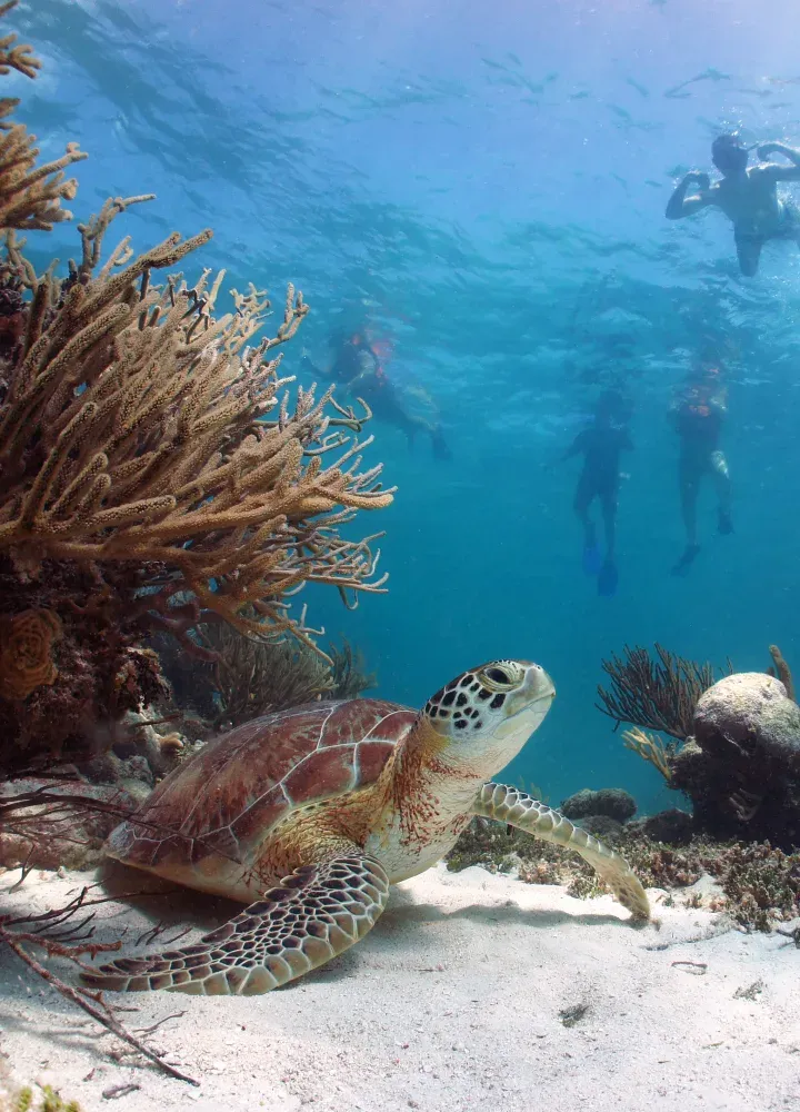 Weekly Conservation Talks