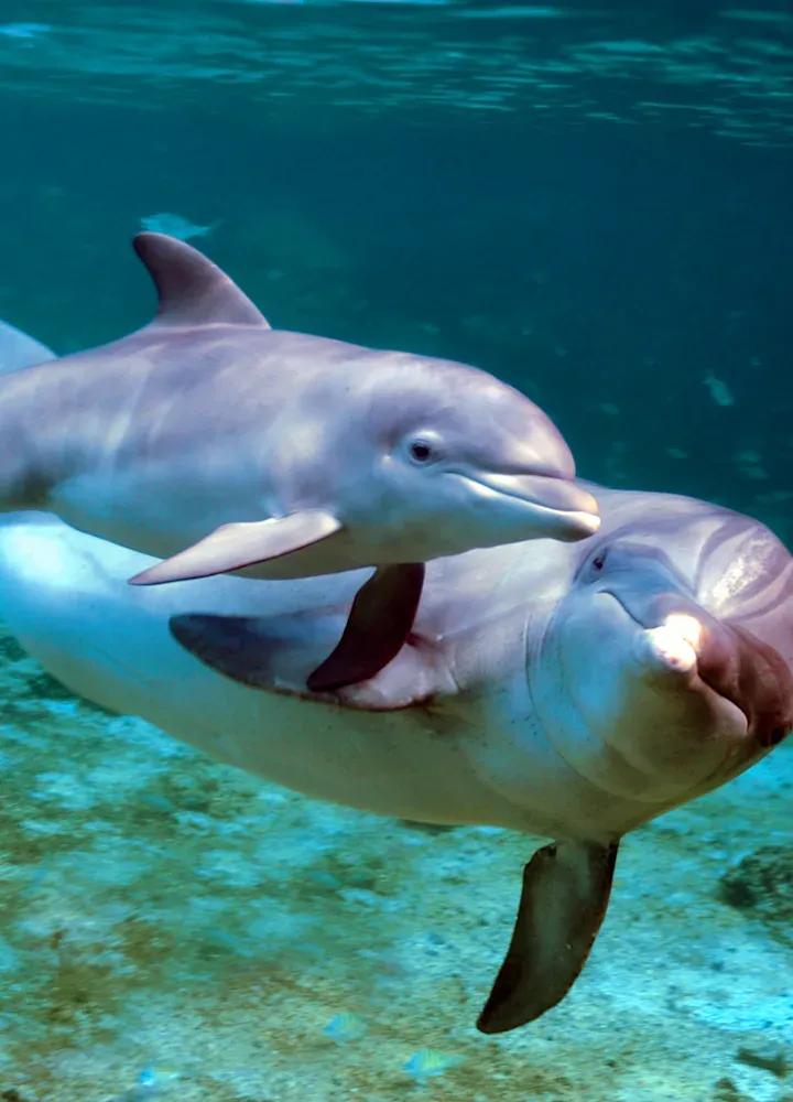 Dolphin Cruises