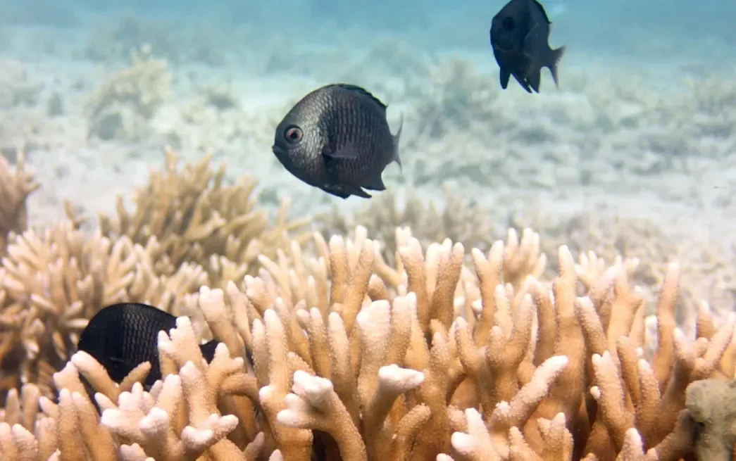Coral Adoption