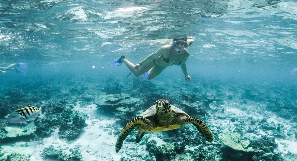 Turtle Snorkelling