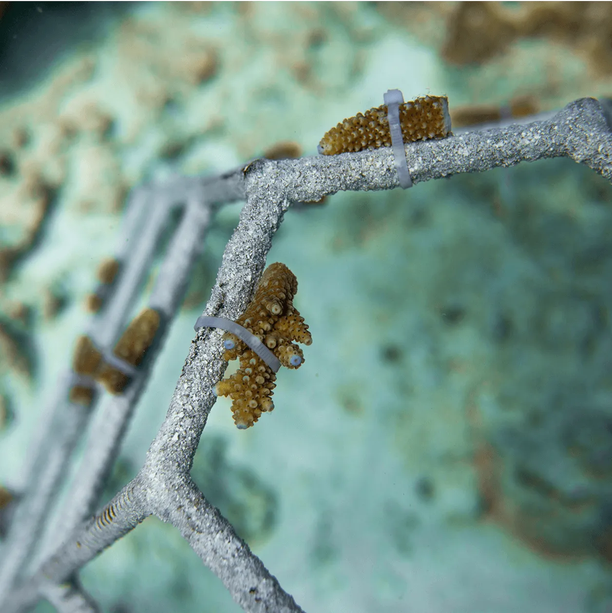 Adopt a Coral