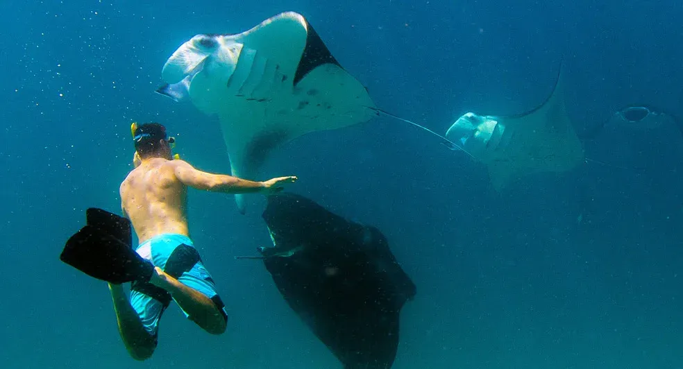 Manta Ray Snorkelling
