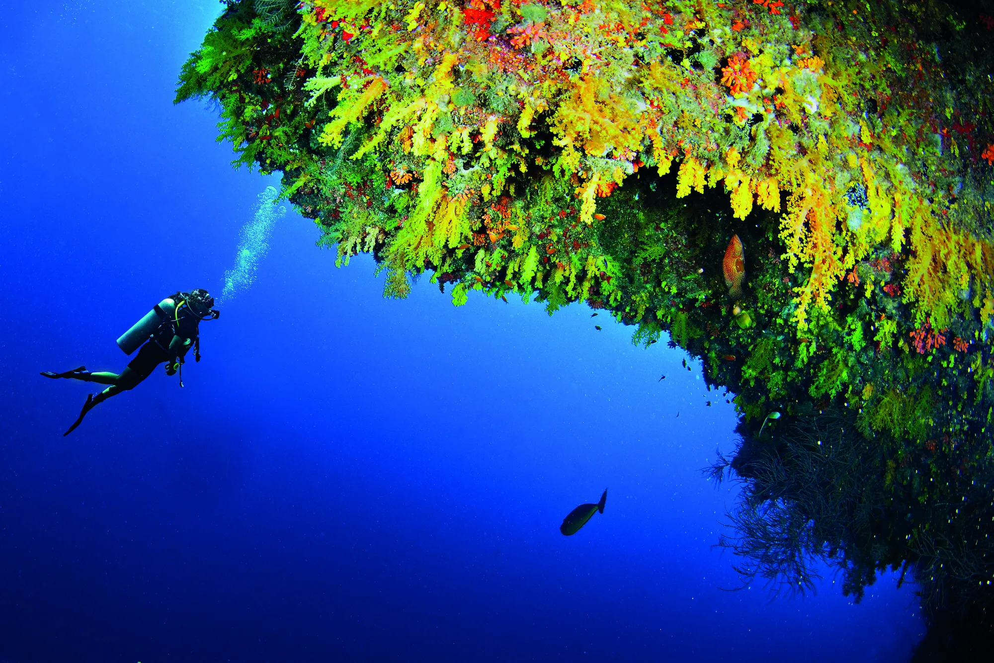 Scuba Diving