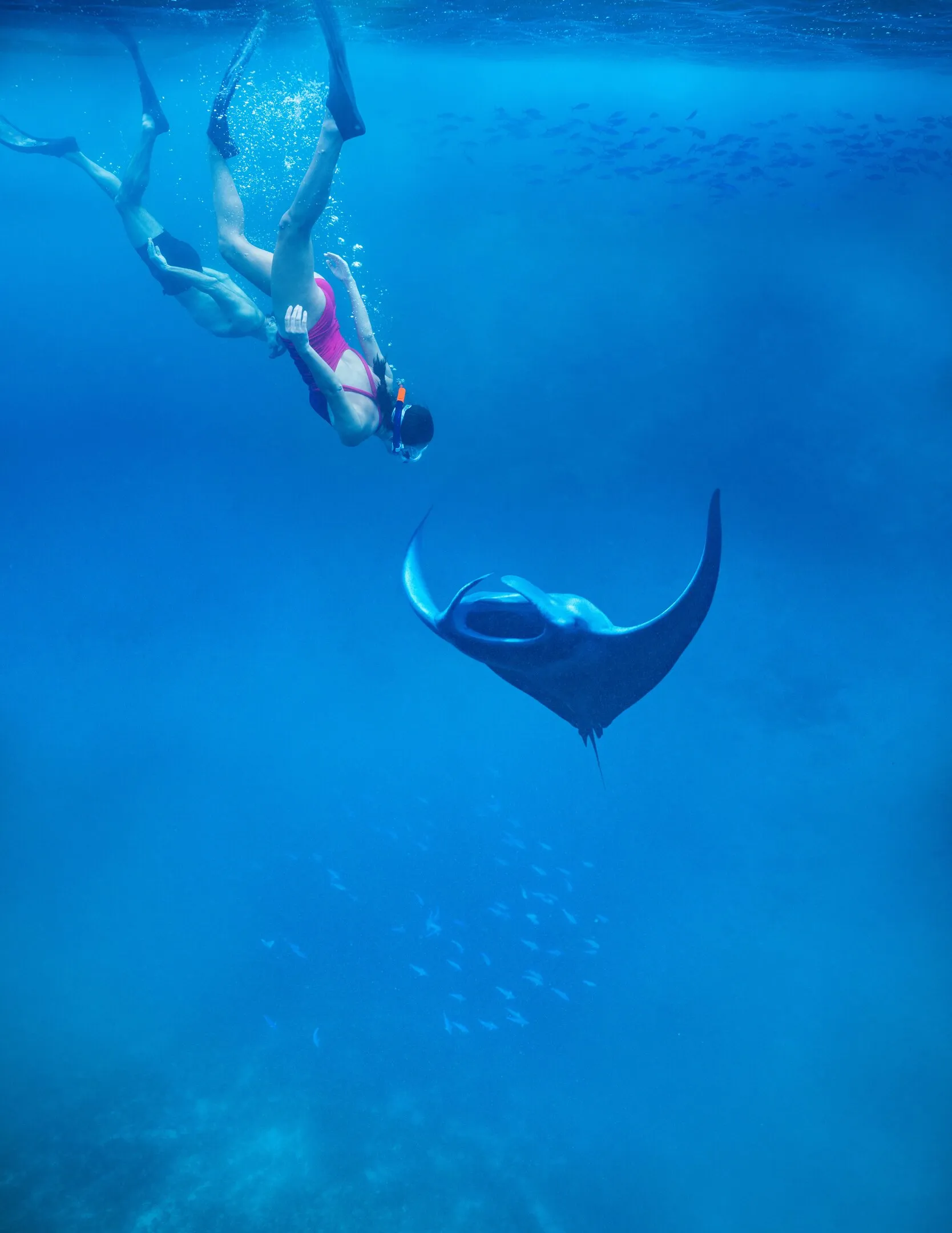 Snorkelling with manta rays