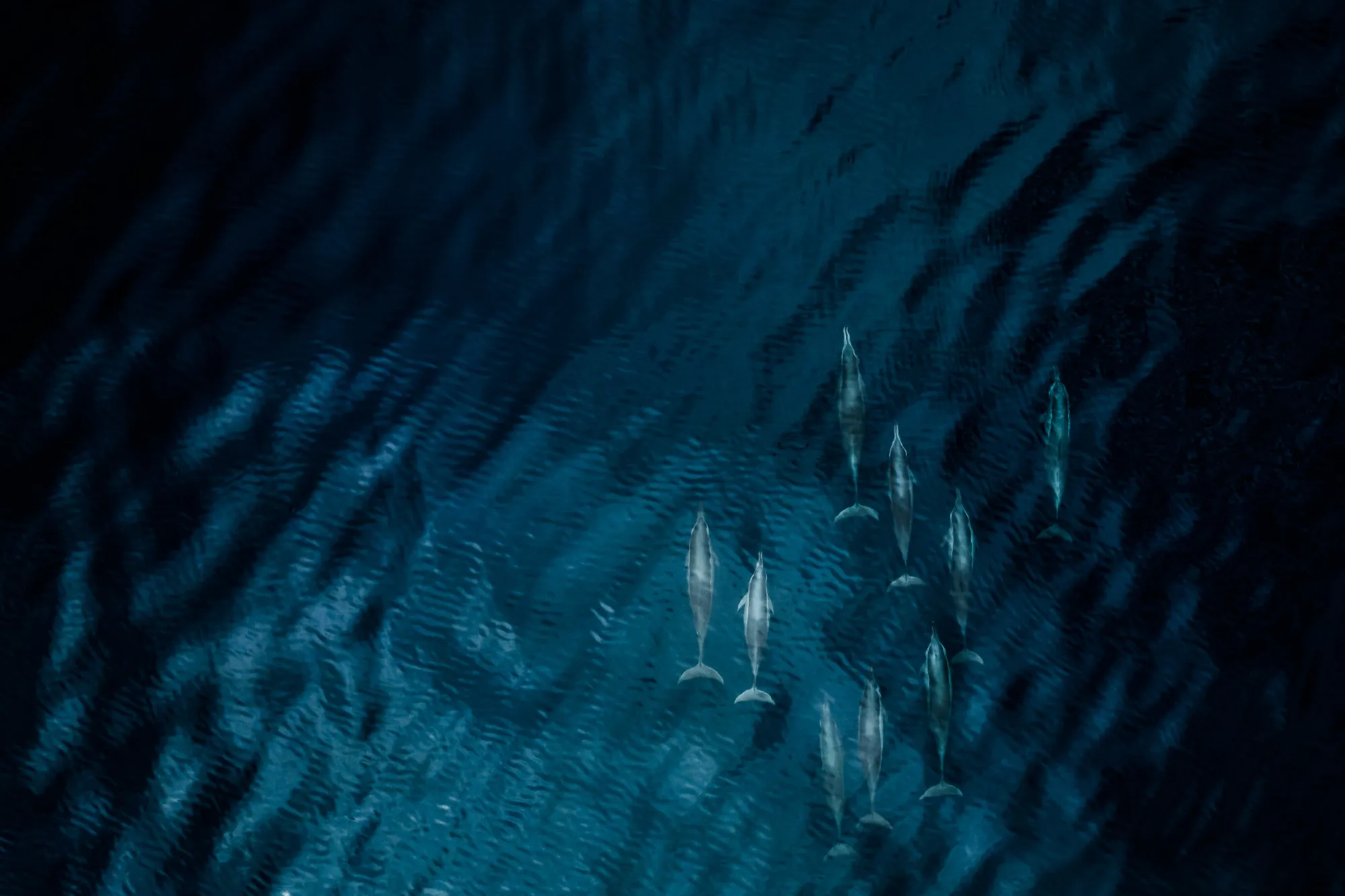 Dolphin Discovery