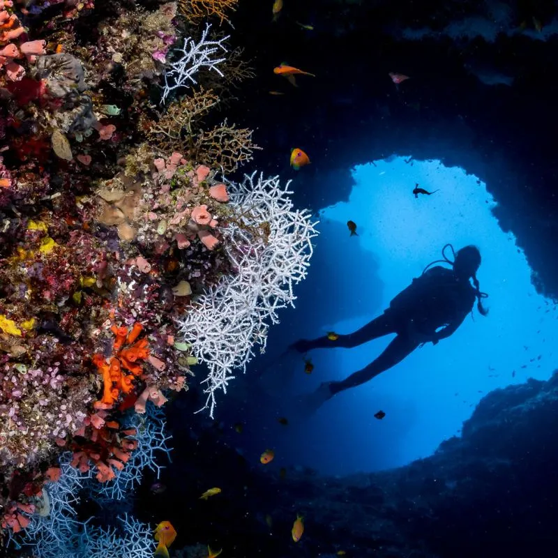 Diving
