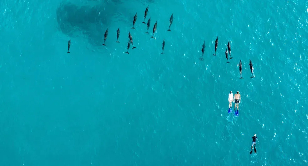 Dolphin Snorkelling