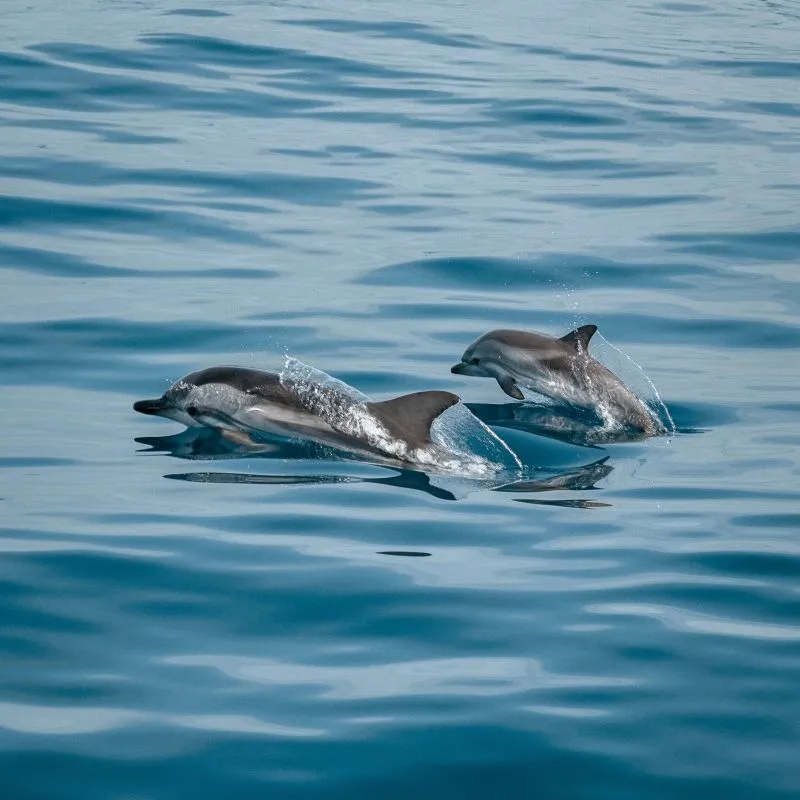 Dolphin Watching