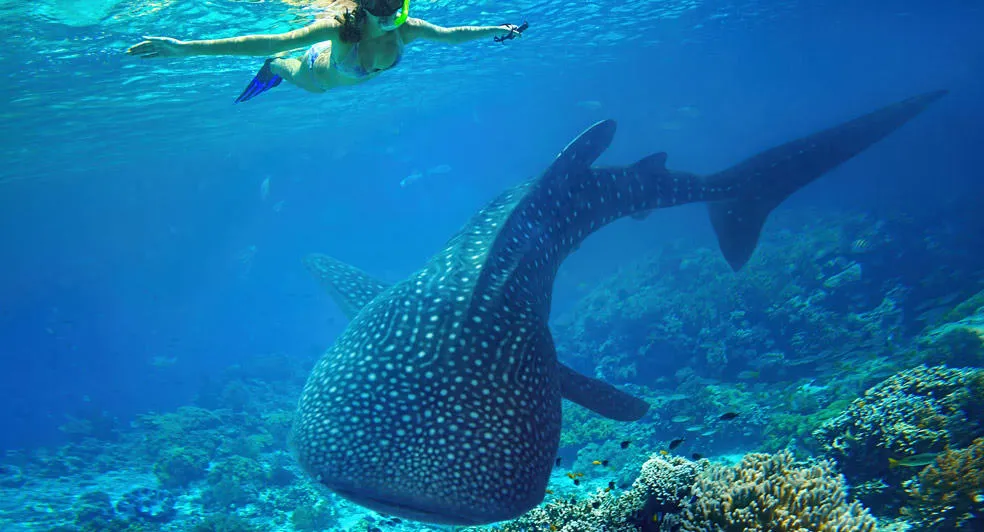 Whale Shark Snorkelling