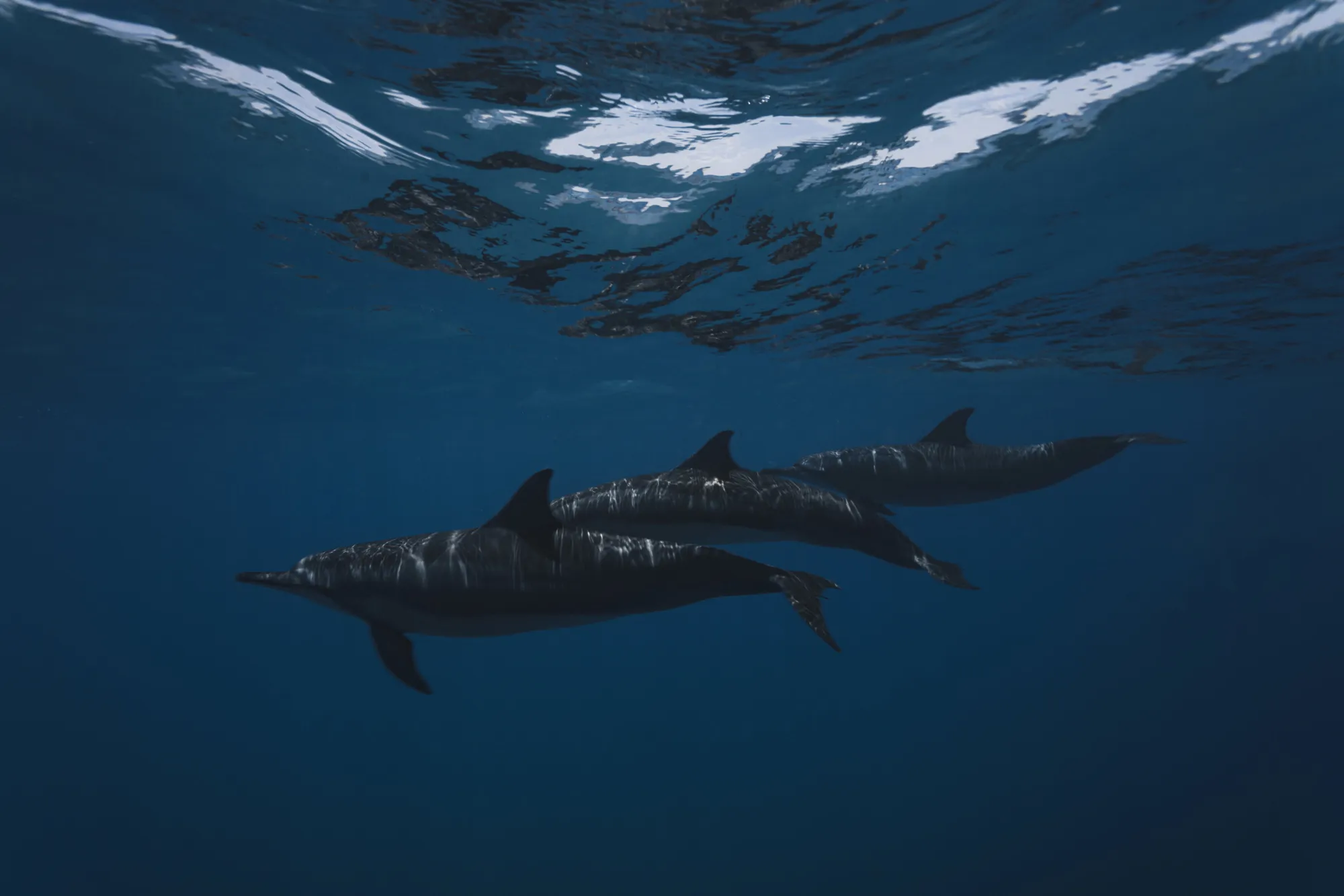 Dolphin Cruise