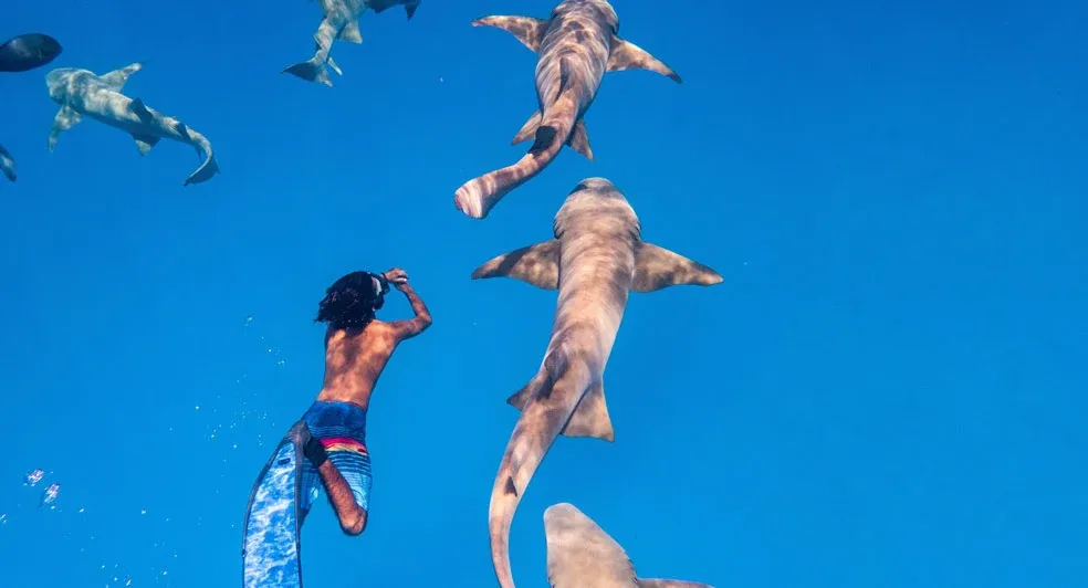 Nurse Shark Snorkelling
