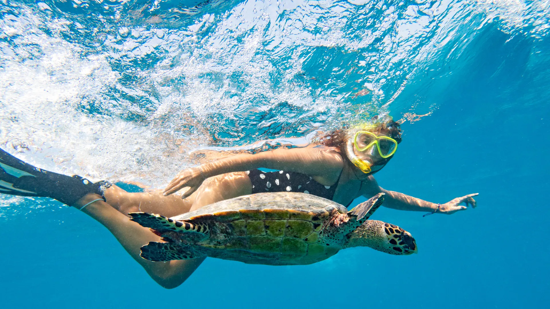Turtle Quests