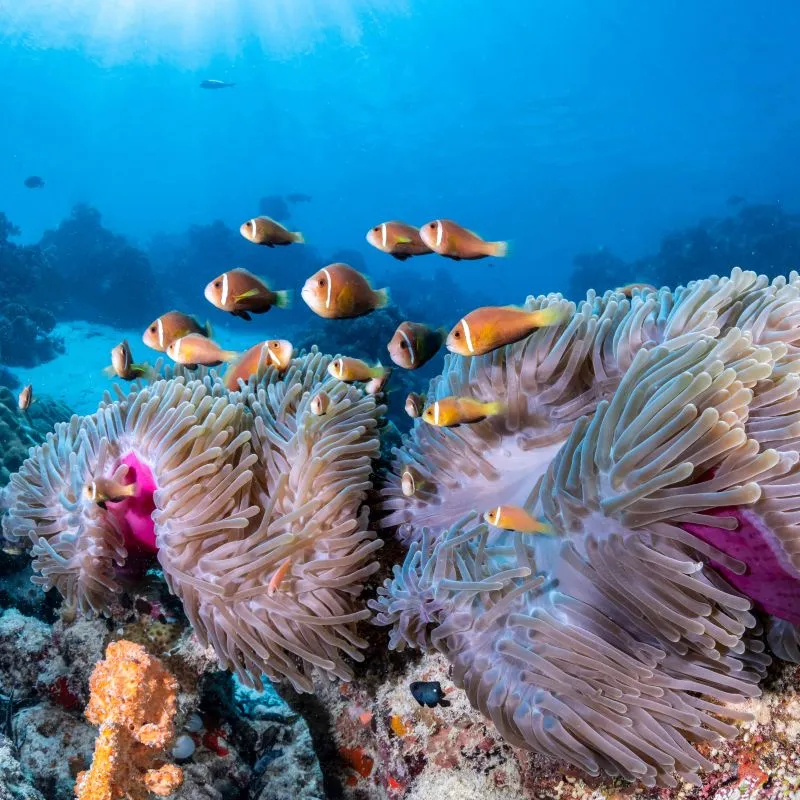 Reef Explorer
