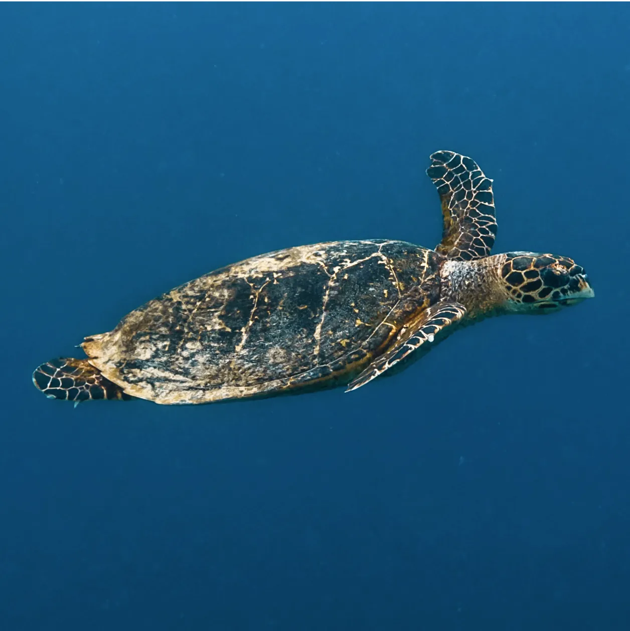 Snorkelling