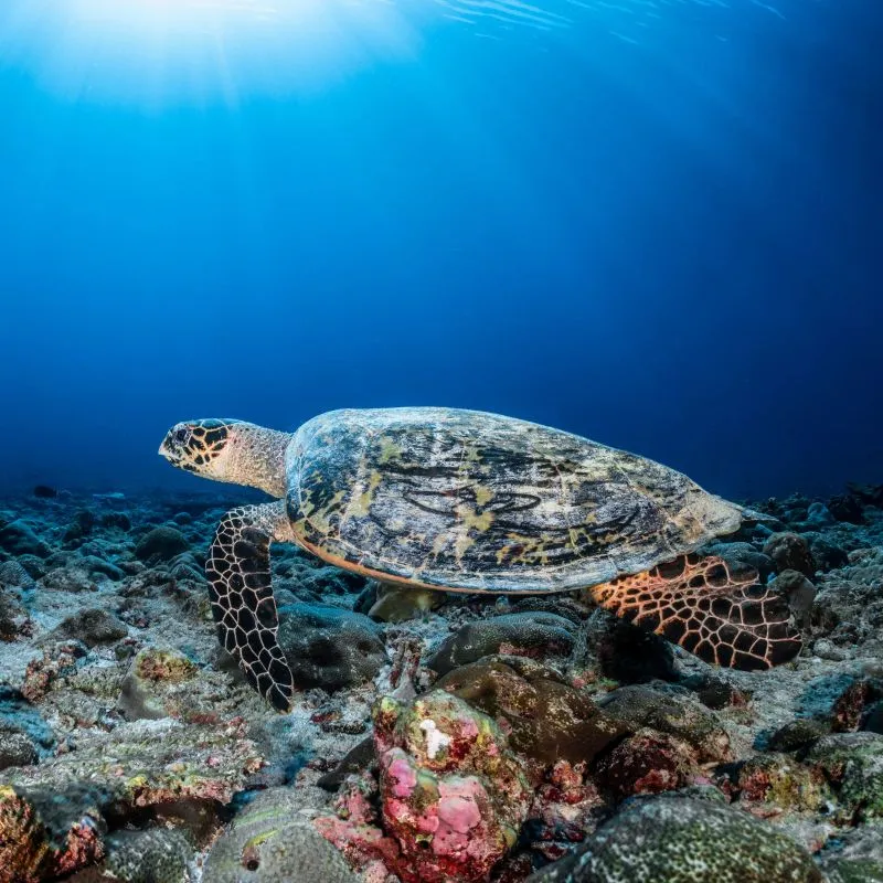 Turtle Expedition Snorkel