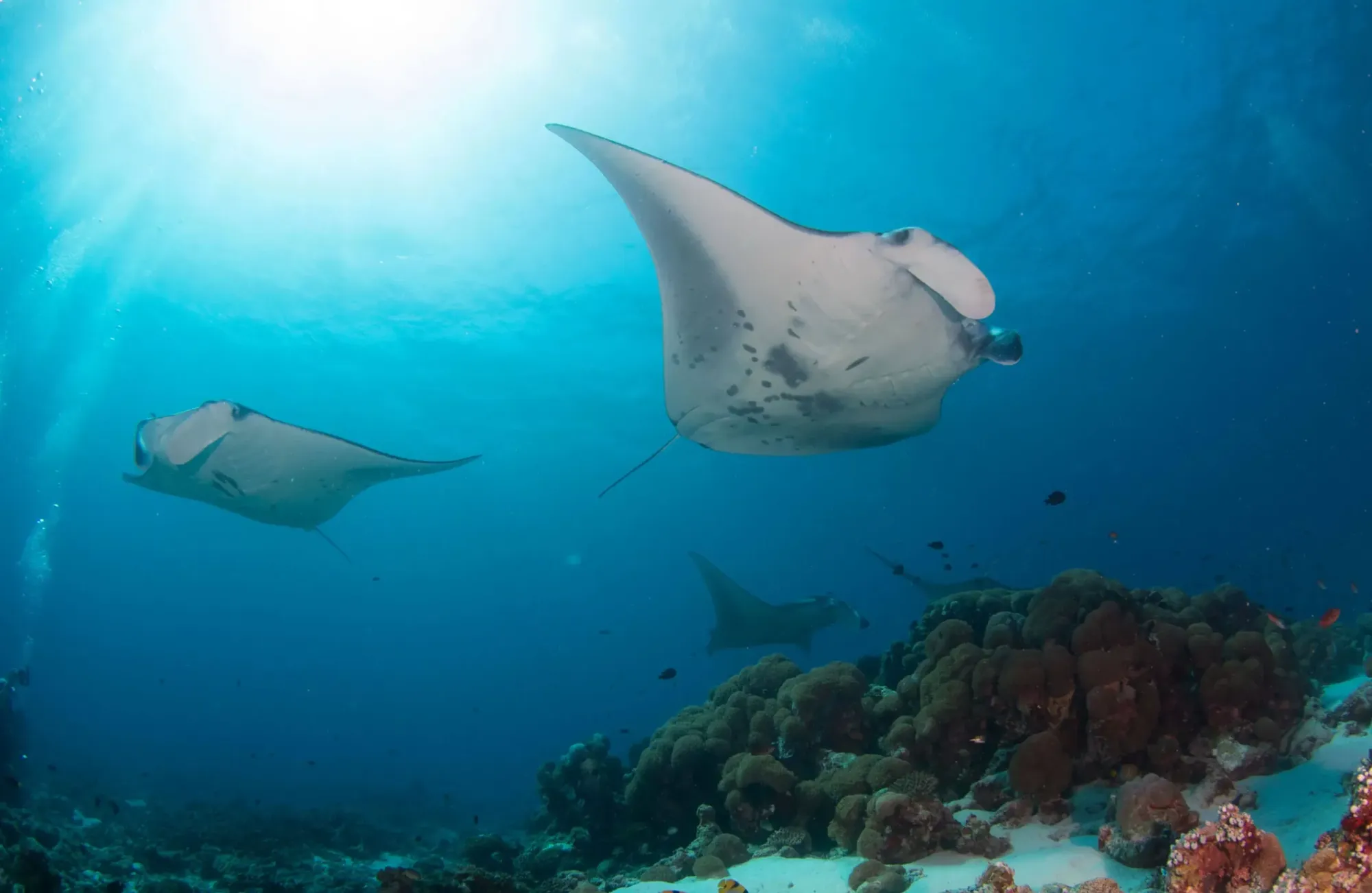 Diving