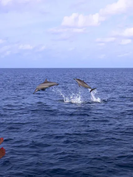 Sunset & Dolphin Cruise in the Maldives