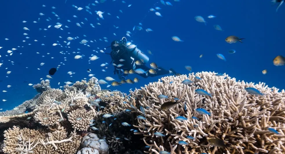 Marine Biology Experiences