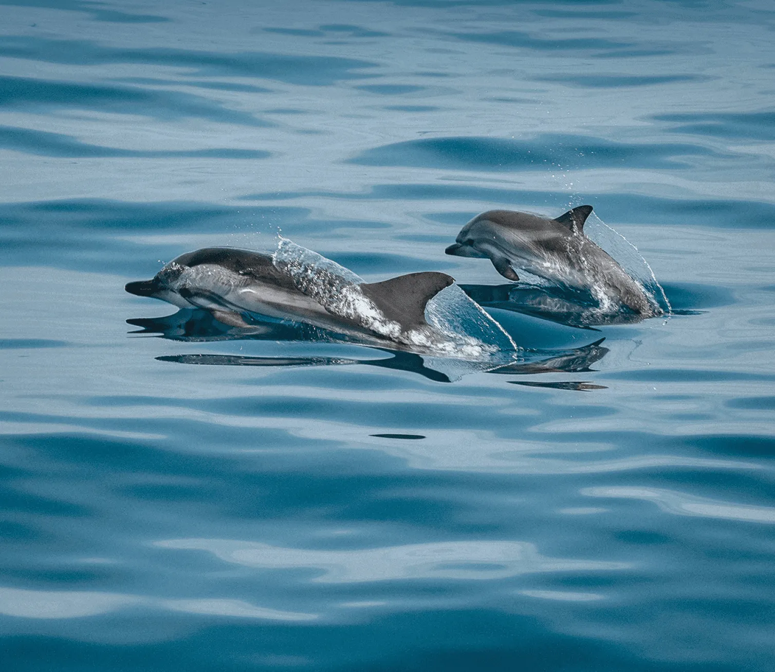 DOLPHIN CRUISE