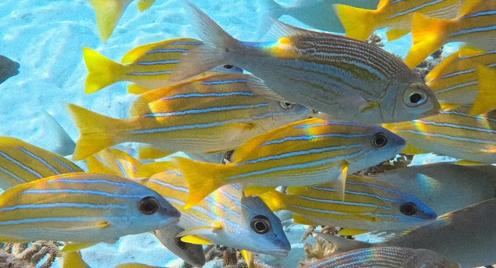 Outer Reef