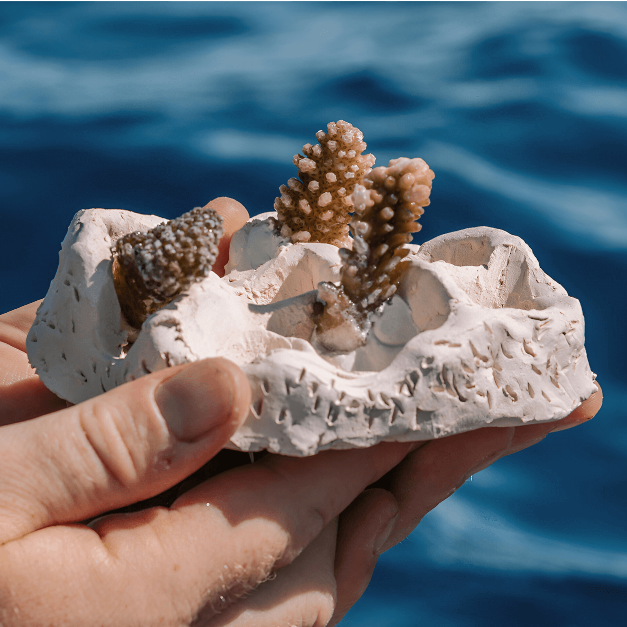 Ceramics and Coral Conservation Workshop