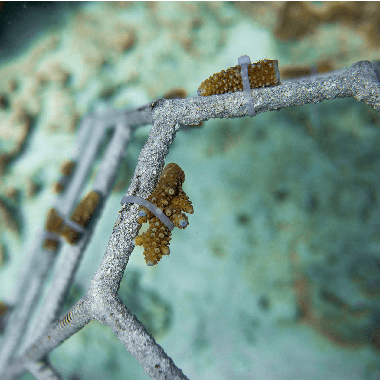 Adopt a Coral