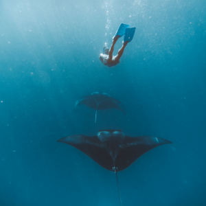Diving Expeditions
