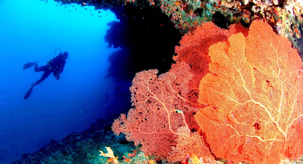 Diving Safari
