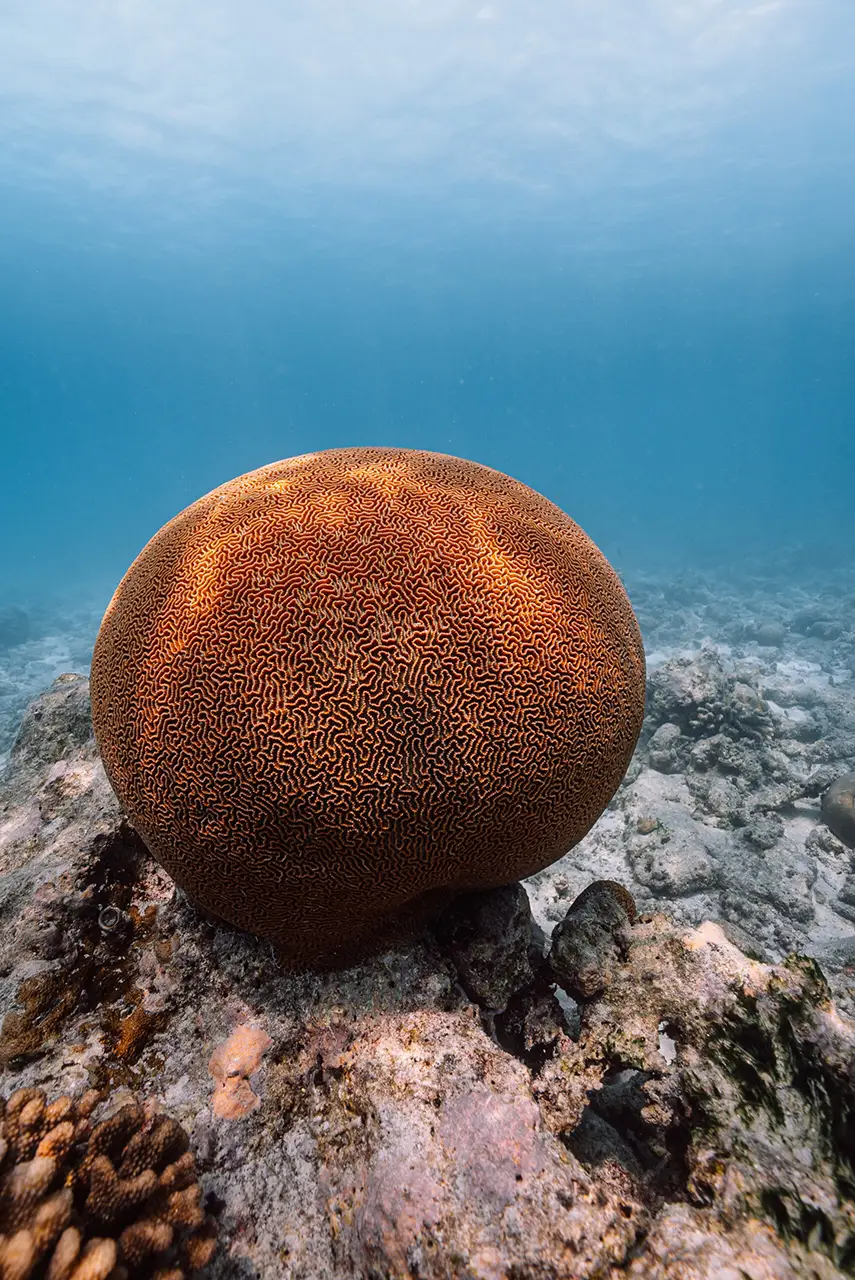 Coral rejuvenation garden