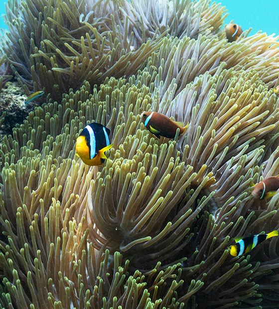 Snorkeling & Diving