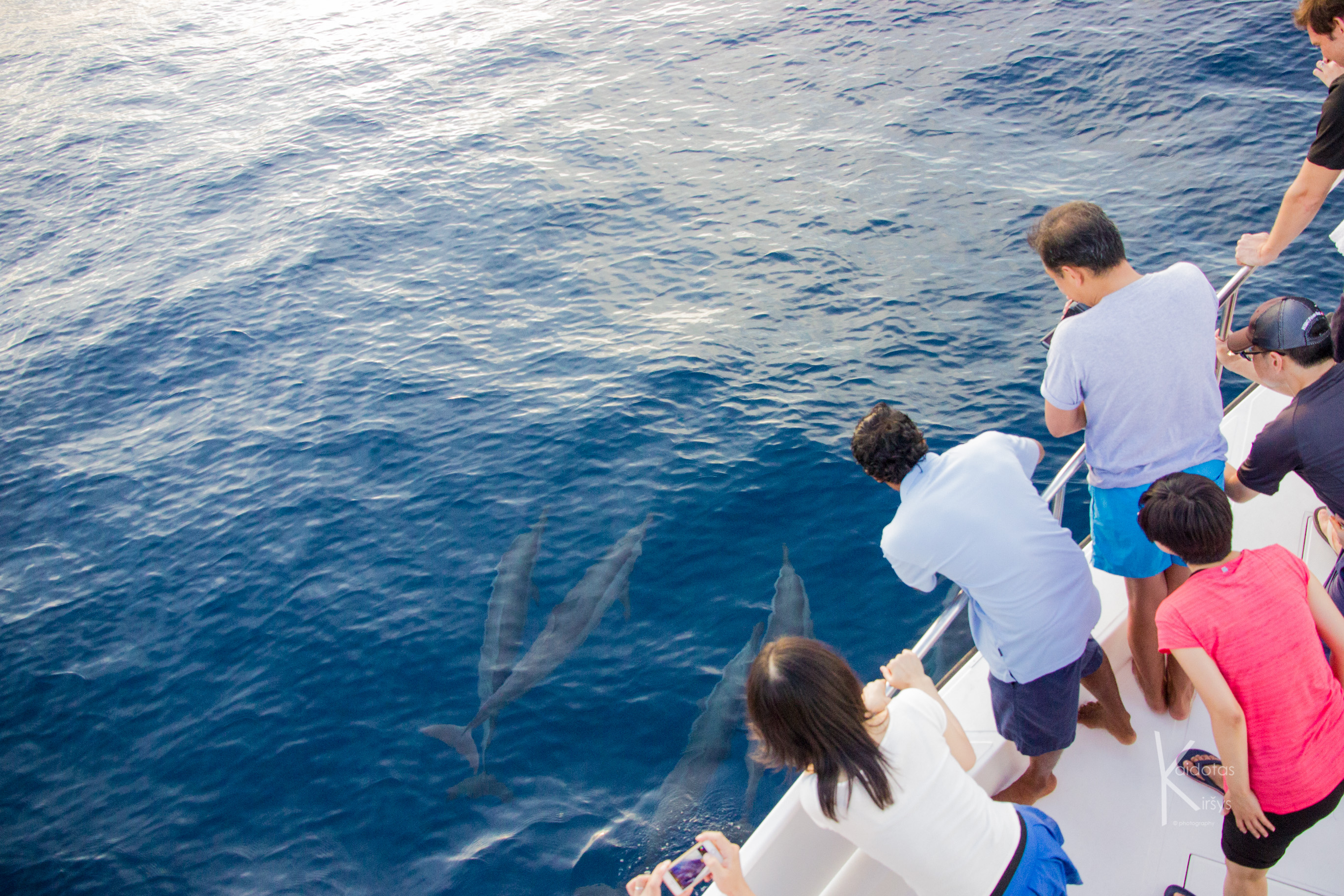 Dolphin Cruise