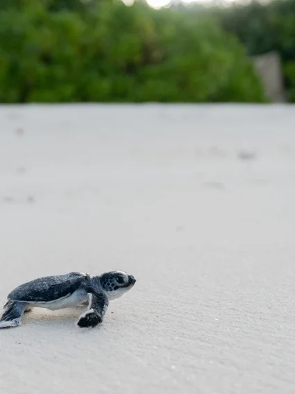 Turtle Hatchling