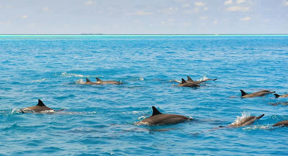 Sunset Dolphin Cruise