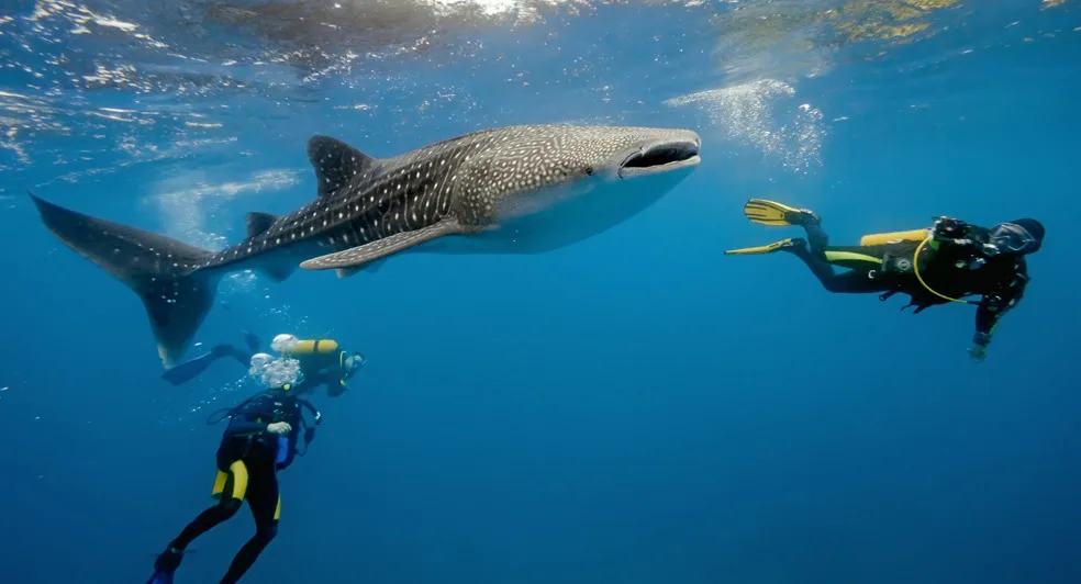 PADI Certification